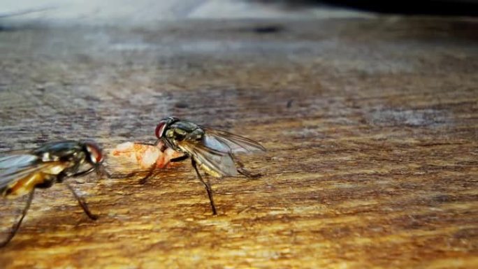 苍蝇在咖啡馆的木桌上吃一块食物，这是在延时拍摄的