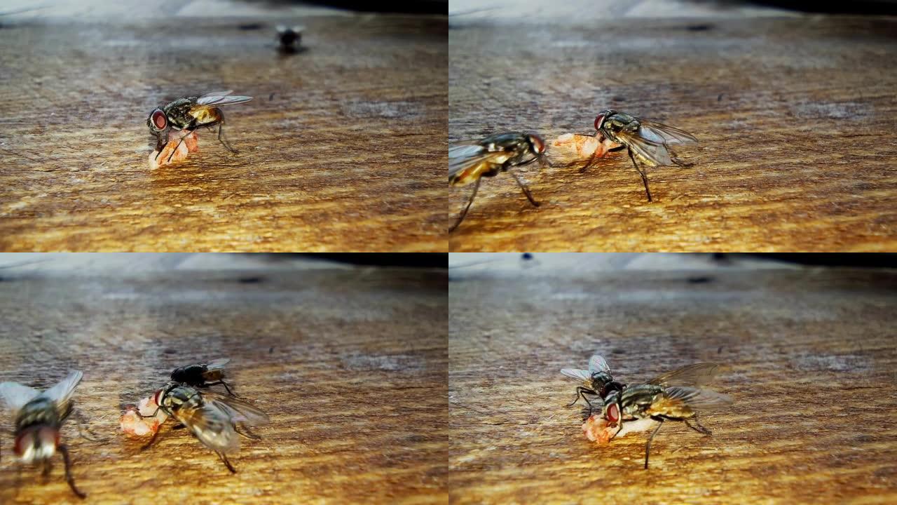 苍蝇在咖啡馆的木桌上吃一块食物，这是在延时拍摄的