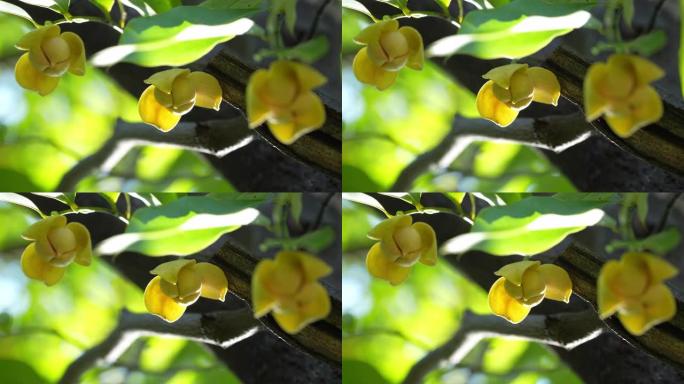 黄色的Rumdul花或白色的奶酪木在绿色的自然模糊背景上，柬埔寨王国或白色的奶酪木在美丽的树上绽放着
