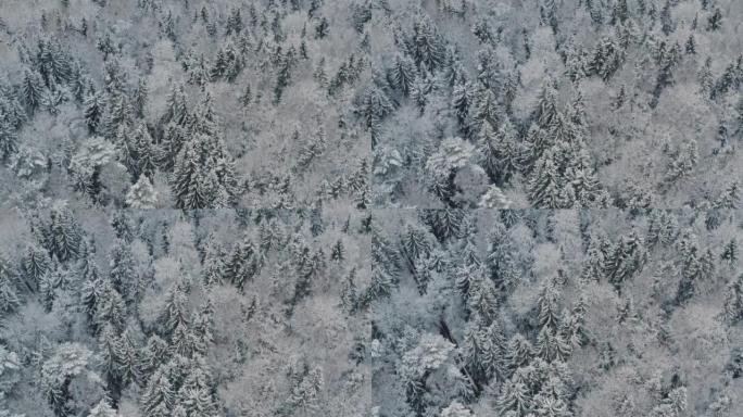 鸟瞰图冬季森林，积雪覆盖云杉和松树。俯视图天桥美丽的冬季林地。冰冻的树梢，相机飞过白雪皑皑的风景。飞