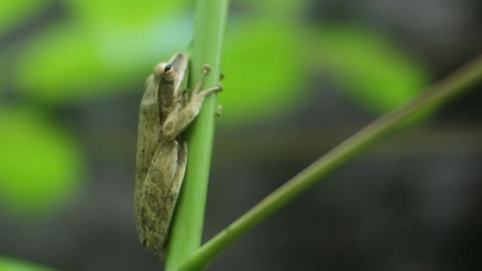 树上青蛙的特写镜头。青蛙高清视频。蛙是能在陆地和水上生活的两栖动物之一。
