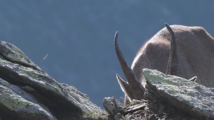 Ibex雌性挖根觅食，Capra ibex，