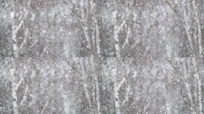 现实的落雪在模糊的树木背景上。特写