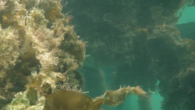 都柏林郡，大水豚在海鞘周围游动海藻和空气蕨类植物