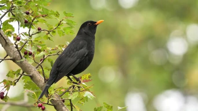 早上常见的黑鸟坐在树枝上