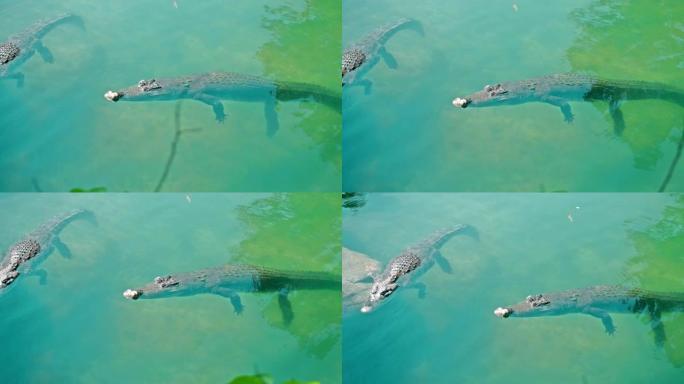 非洲短吻鳄漂浮在水中，跌落到河底，从上方漂浮