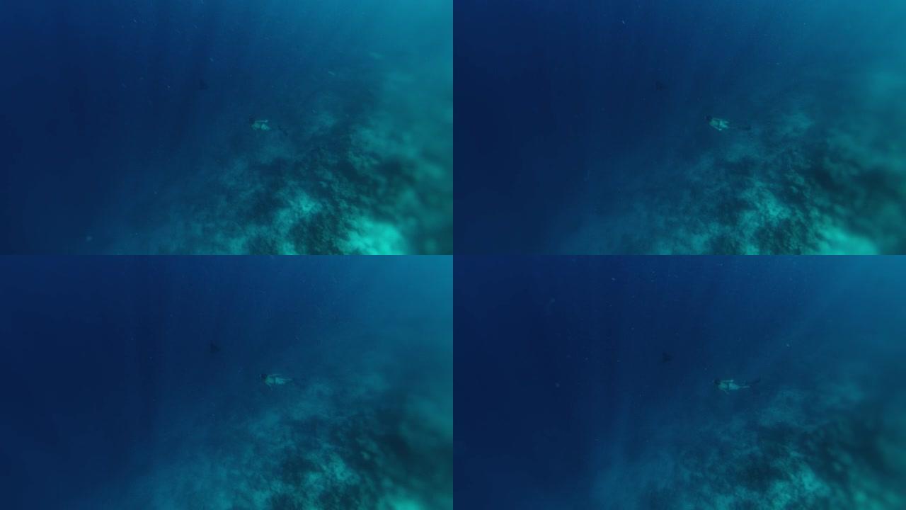 自由潜水者在马尔代夫水下游泳，看着黄貂鱼在深处游泳