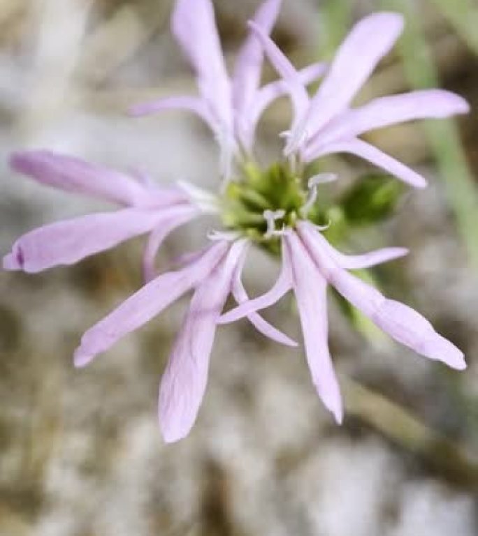 美丽的Silene flos-cuculi，参差不齐的罗宾的特写