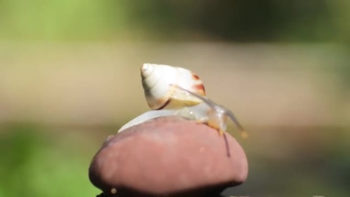 自然界中蜗牛的夹子。视频高清特写腹足纲软体动物