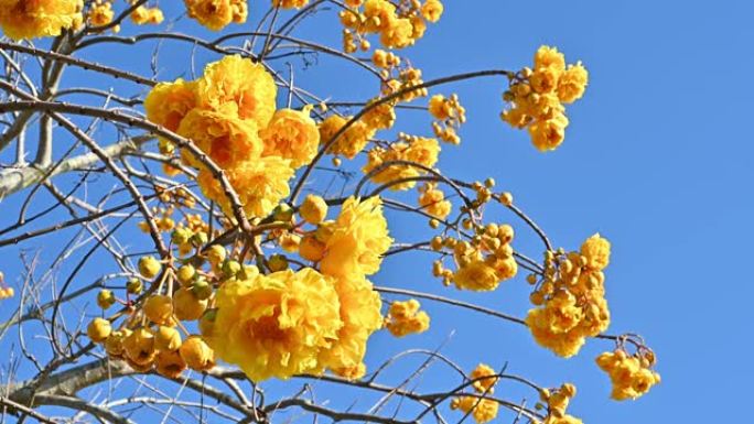美丽的黄色丝棉花盛开在大自然中，随风而动。