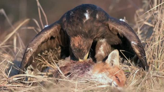 白尾鹰 (Haliaeetus albicilla) 一种以猎物为食的大型猛禽。一只海鹰抓住了一只狐