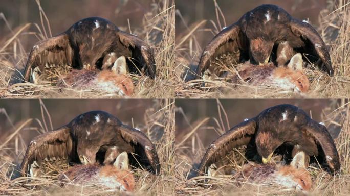 白尾鹰 (Haliaeetus albicilla) 一种以猎物为食的大型猛禽。一只海鹰抓住了一只狐