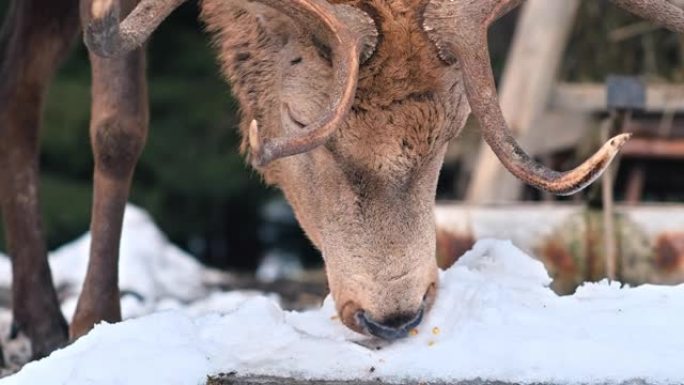 在罗马尼亚喀尔巴阡山脉的白雪覆盖的草坪上喂养鹿，周围的森林