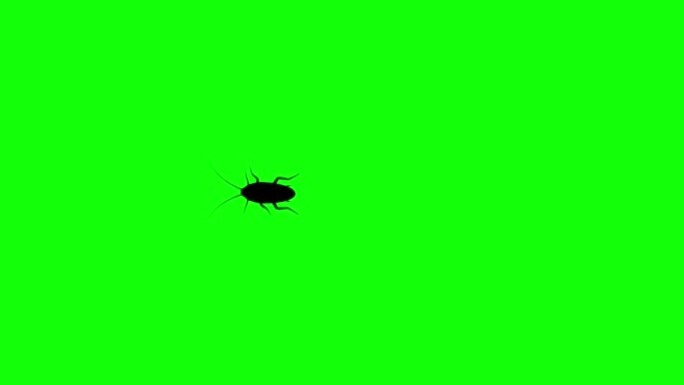 绿屏蟑螂，CG动画剪影，无缝循环