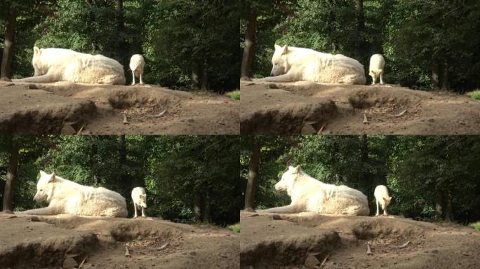 北极狼 (Canis lupus arctos)，又称白狼或极地狼