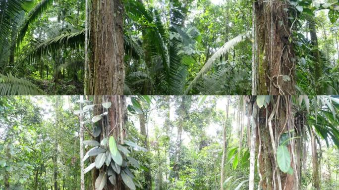 向上移动一个大的热带树干，藤蔓和凤梨正在生长