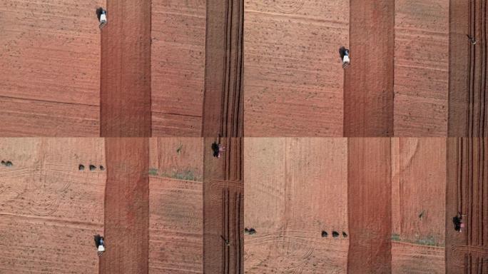 无人机视图，鸟瞰图拖拉机在农田犁沟播种农用拖拉机。
