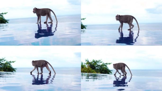背光长尾猴Chlorocebus pygerythrus步行到游泳池旁边。印度尼西亚巴厘岛