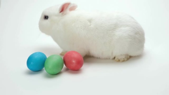 一只白色蓬松的好奇兔子积极嗅探，研究和触摸复活节彩蛋。假日兔子