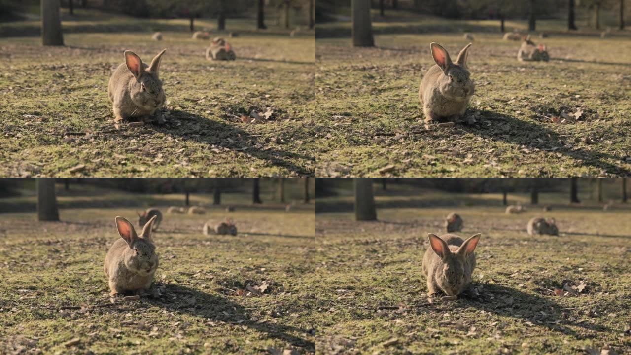 兔子在公园或森林里奔跑。兔子的正面视图。复活节视频的可爱兔子。自然界中不同的兔子群。高质量4k镜头