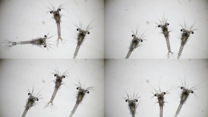 南美白对虾的Zoea阶段在光学显微镜下，对虾的幼虫在显微镜下，对虾，白对虾，无节幼体，zoea，幼虫