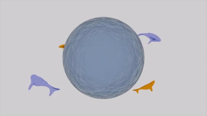 抽象液体3D蓝色球被游泳鲨鱼包围，无缝循环。设计。在白色背景上孤立的鱼类的涟漪水球特写。