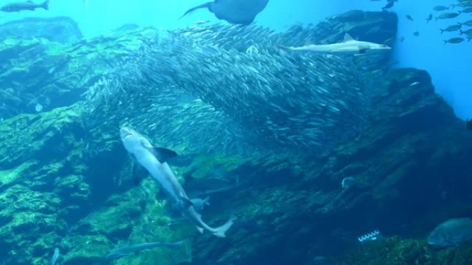 海水魚