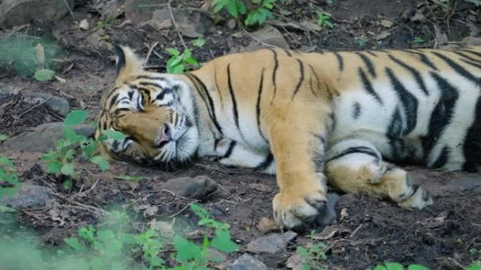 一只年轻的母老虎放松并试图以慢动作入睡