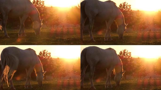 白马在大自然中放牧。青草，早春侧景中的日落。牧场上的马