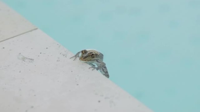 游泳池里的青蛙