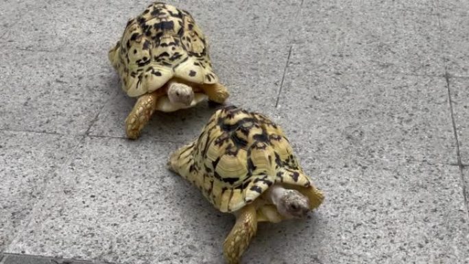 两个turtoises在城市的地板上行走