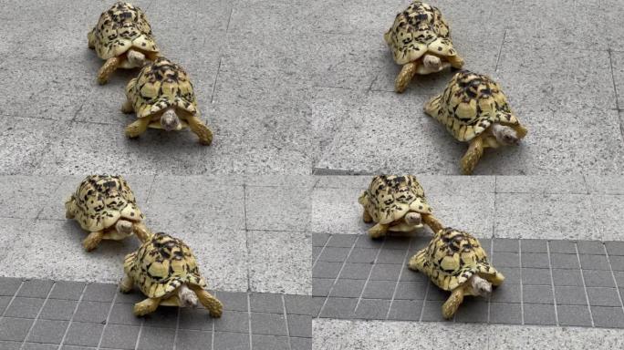 两个turtoises在城市的地板上行走