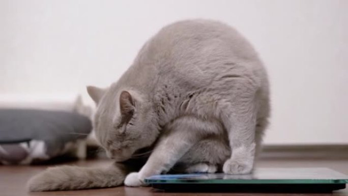 大胖灰猫坐在电子秤上用舌头洗羊毛