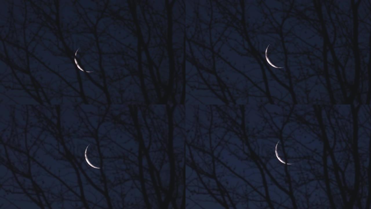 一天休息时，在无叶的美国枫香树上不断上升的新月