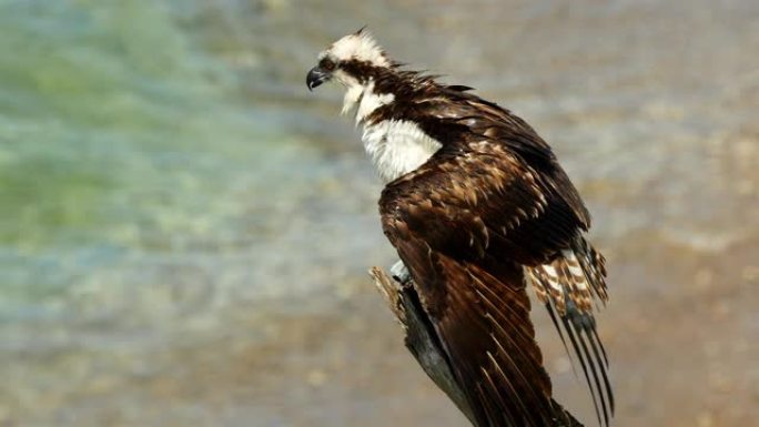 加勒比海库拉索岛上的鱼鹰野生动物