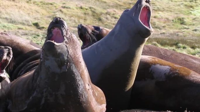 象海豹在南极洲的海滩上鼻涕