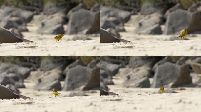 海滩上的黄莺