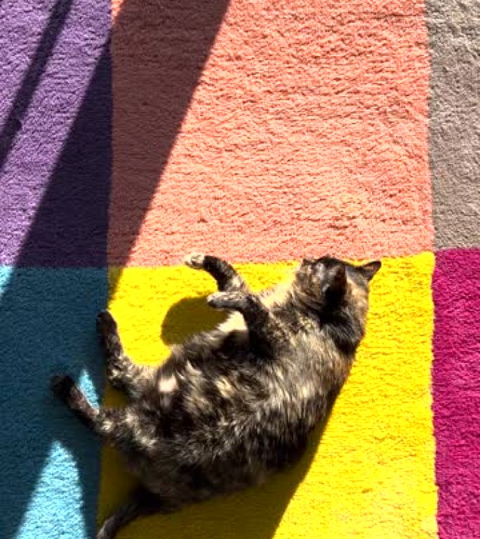 顽皮的玳瑁猫躺在彩色地毯上享受阳光