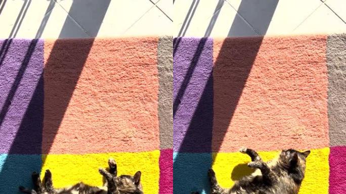 顽皮的玳瑁猫躺在彩色地毯上享受阳光