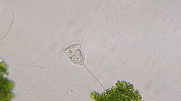 一滴雨水中的惊人缩影。许多单细胞动物和藻类在其自然栖息地生活和繁殖。暗场显微镜