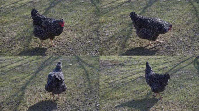一只黑母鸡走在乡村院子里。