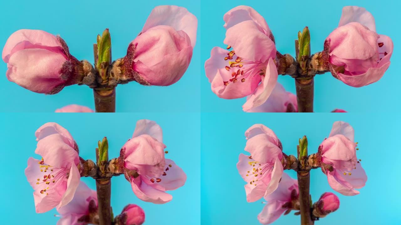 桃花在蓝色背景下盛开，格式延时4k视频。春天李的视频。