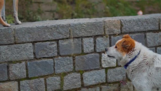 可爱的蓬松街狗盯着另一只狗在墙上在印度喜马纳al尔邦。