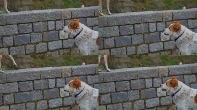 可爱的蓬松街狗盯着另一只狗在墙上在印度喜马纳al尔邦。