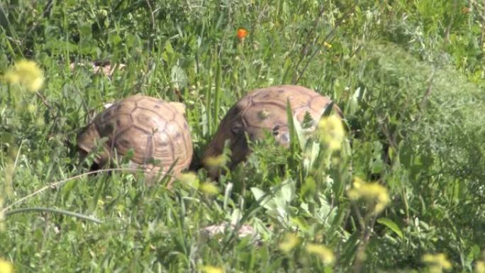 草丛中的希腊乌龟