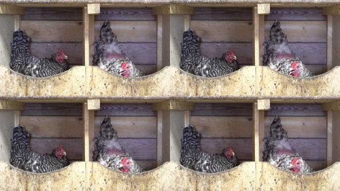 鸡舍鸡舍里的杂色鸡母鸡。孵化鸡蛋。