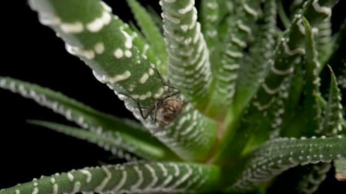 灰翅蝇虫坐在常绿肉质植物上。离体黑色芦荟叶上有翅膀的昆虫。动植物壁纸。自然之美和自然设计。宏观。慢动