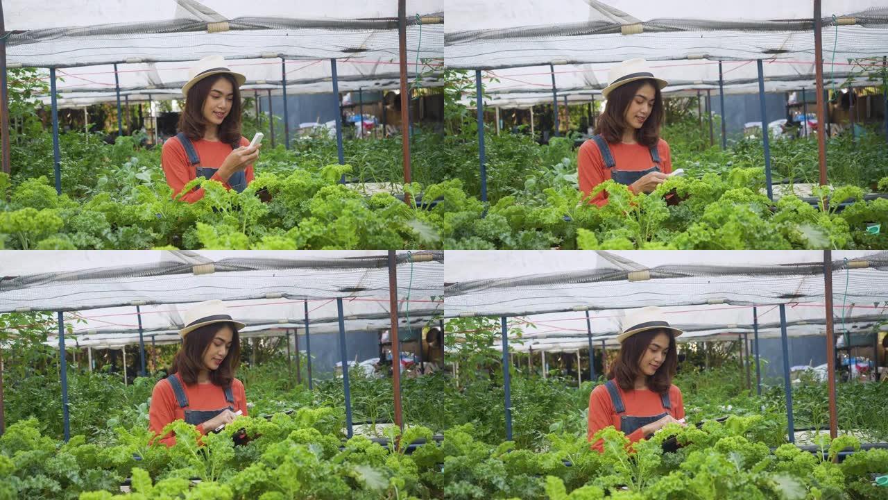 慢动作女农夫在有机农场使用数字平板电脑。温室优质新鲜有机物蔬菜。