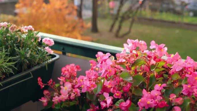秋天阳台上的粉红色花朵