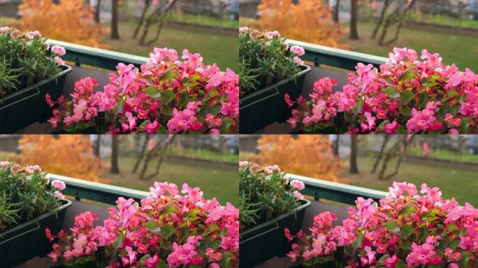 秋天阳台上的粉红色花朵